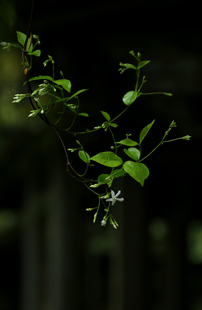 愿得一隅

推窗见山

轻风微雨

花影...