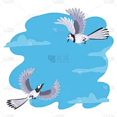 灰色,鸟类,天空,一对,可爱的,华丽的,鹡鸰,飞,爱