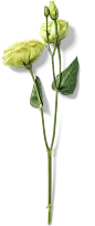 喜提地球：植物 水果