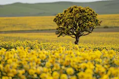 油菜花植物自然风景