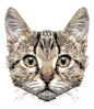 Low Poly Cat Digital Art // MR.Curiosity by INDYVISUAL design lab. #lowpoly #cat: 