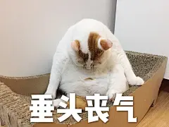 求这个猫的表情包，太爱了