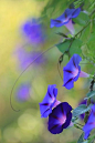 My all time favorite flower of all time I have a garden full of them: 