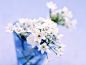 flowers wallpaper (#1057827) / Wallbase.cc