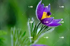 白蜡花 花 花壁纸 植物 紫色的 自然 紫色 开花 美丽的花朵