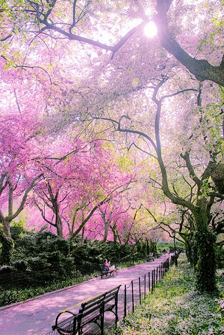 纽约中央公园，春天，鲜花怒放