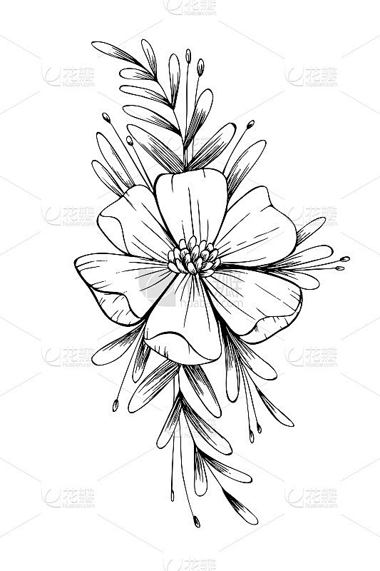 花卉插图手绘素描素描