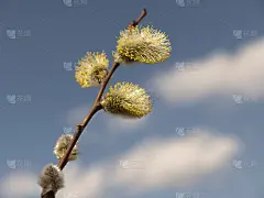 美丽的枝丫映衬着蓝色的天空，复活节棕枝主日假日