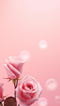 高清粉色玫瑰花粉色背景七夕情人节摄影素材