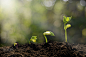 Young plant growing in the morning light by Love the wind wind on 500px