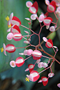 Whimsical: Red and Pink Begonia by Jungle Mama