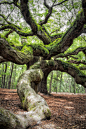 a picture of angel oak tree in John’s Island South Carolina