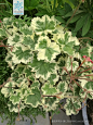 枫叶天竺葵 Pelargonium 'Vancouver Centennial' 中国植物图像库
