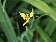 黄色的宇宙花