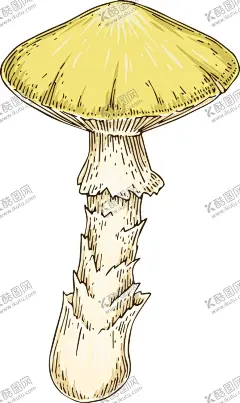  菌类插画图片  【酷图网】菌类,菌菇,蘑菇,香菇,香菇包装,菌菇包装,茶树菇,香菇插画,香菇线描,山珍包装素材,平菇,手绘香菇,白玉菇,矢量香菇插画,榛子,