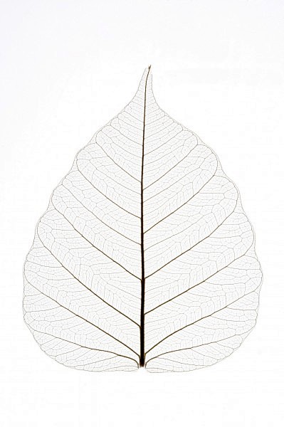 树叶经脉图片