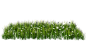 多种草丛免抠PNG透明图片素材 _花草植物 _T2022312 