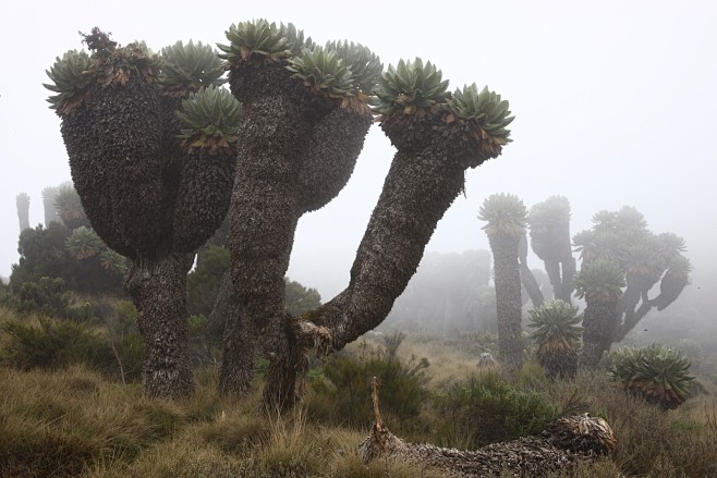 乞峰千里木dendroseneciokilimanjari
