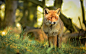 fox forest edge grass