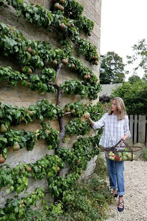 《养花种草》