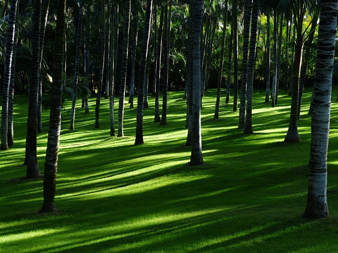 meadow-grass-palm-tr...