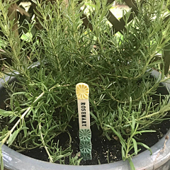 BatwH_紫藤采集到herb plant label