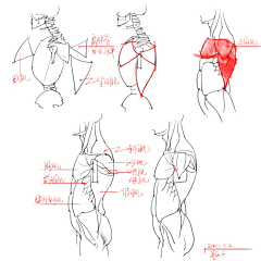 画画的Feng子采集到肌肉解剖