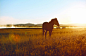 清晨的马儿沐浴在阳光中，它也享受着这美丽的草原风光！！