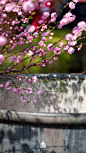 故宫·花·三月榆叶梅
染碧渲红，
又东风、点缀深深庭院。
640 (1080×1920)