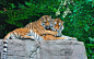 Animal, Animals, Big Cats, Couple, Grass, Leaves, Stone, Tiger, Tigers wallpaper preview