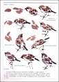 翅色斑斓——中国画五十一种鸟的画法(上)-孙其峰