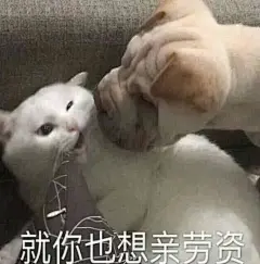 很火的可爱猫咪表情包大全 萌猫表情包带字图片无水印