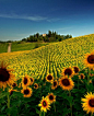 Sunflower Field, Tuscany, Italy
