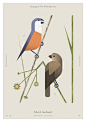 Beauty of birds : Beauty of birdsFirst set of illustrations for my bird project which are inspired by old, natural history books & antique prints. The description includes name of a species, family, order, conservation status and number within the fam