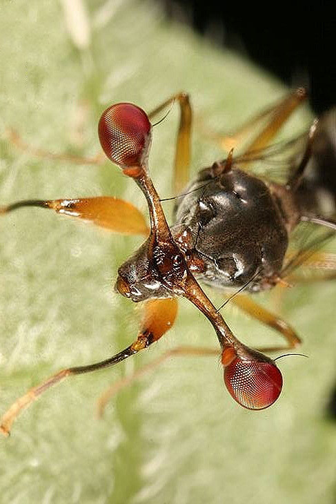 双翅目芒角亚目食蚜蝇总科突眼蝇