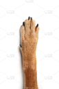 狗,手,野生猫科动物,垂直画幅,动物手指,爪子,动物身体部位,背景分离,动物手,动物的臂