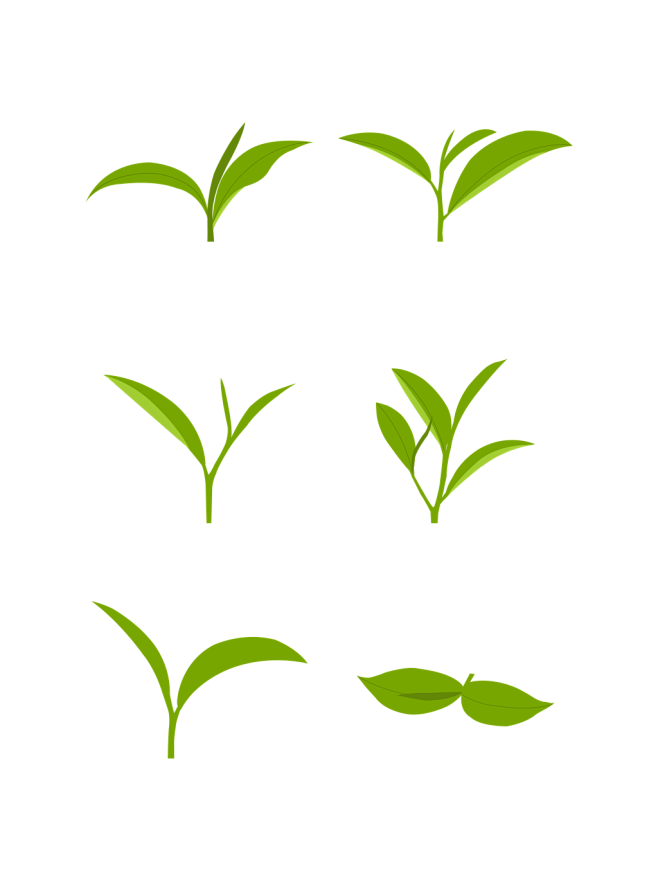 茶树