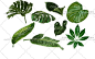 PNG免抠图 剪贴图热带植物龟背叶绿叶矢量图EPS设计素材-淘宝网