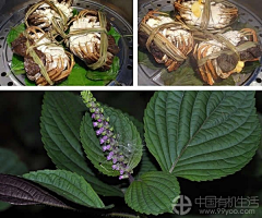 中国有机生活网采集到食材解说