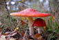 Photograph Mushrooms by Jaroslaw Cichy on 500px