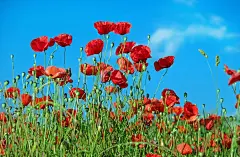 图片素材 : 性质, 厂, 草地, 花瓣, 盛开, 红, 野花, klatschmohn, 草原, 虞美人, 开花植物, 罂粟的领域, 陆地植物, 罂粟家庭 4896x3215 -  - 607537 - 素材中国, 高清壁纸 - PxHere摄影图库