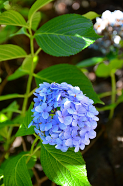 记忆的永恒0817采集到夏花