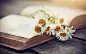 Bouquet of camomiles lies on the old book.