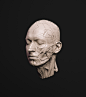 Man Head Ecorche, Martin Nikolov : Ecorche I did base on my Head scan.

Available here:

https://gum.co/FuMHt