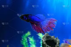 斗鱼在水下水族馆与绿藻的背景。搏鱼Splendens。多色花式暹罗格斗鱼。蓝红紫斗鱼。