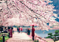 瞅瞅 - 樱花, 公园, 色彩, 尼康, 日本 - 彩虹以南 - 图虫摄影网