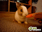 小兔子吃萝卜的样子最卖萌了！！#兔子##萌宠#