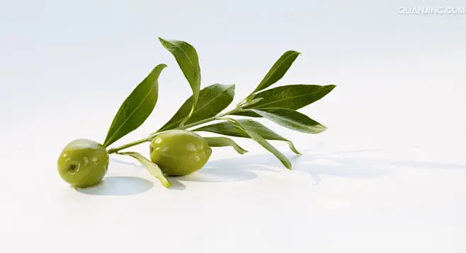 橄榄枝和绿橄榄_全景图片-花瓣网