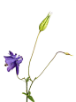 Viola odorata, close-up : Viola odorata, close-up