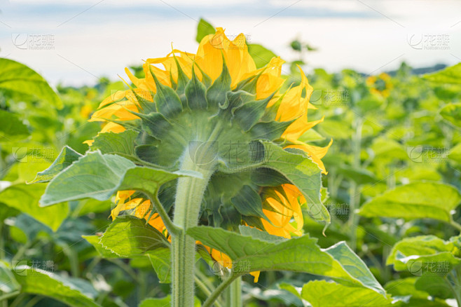 Big sunflower turns to the sun, Back view of the flower